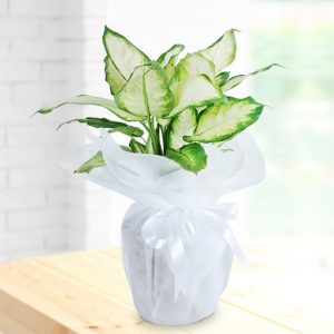 Dieffenbachia