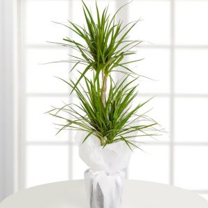 Dracena Marginata
