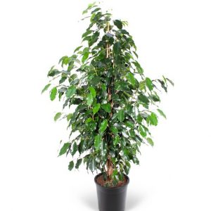 Ficus Danielle