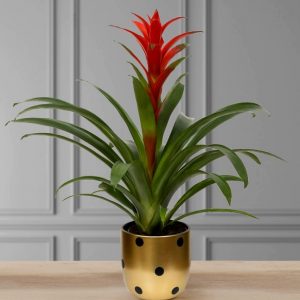 Guzmania