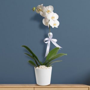 Phalaenopsis Orkide Çiçeği