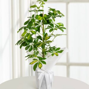 Schefflera (Şeflera) Bitkisi