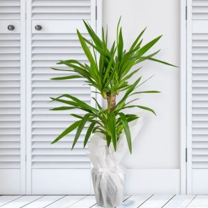 Yucca