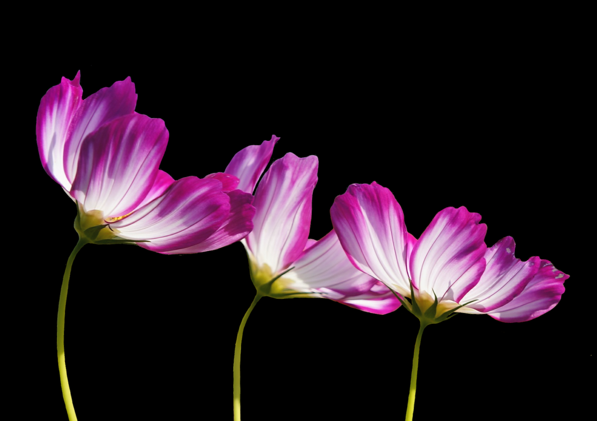 flowers-2708995_1920