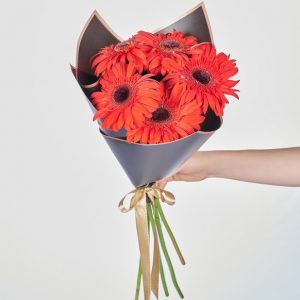 Gerbera