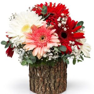Gerbera